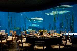 The Hokin Aquarium